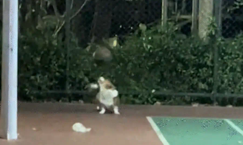 男子篮球场偶遇会顶球的柯基。网友：有尾巴的幸福小狗