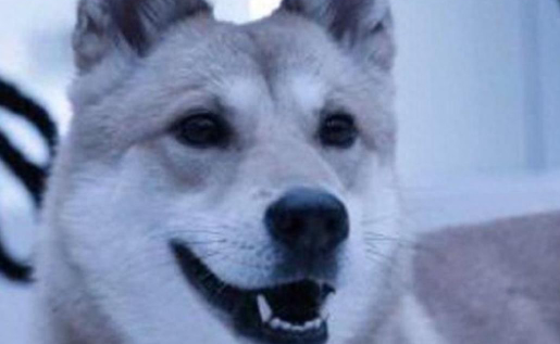 深圳一宠物狗跑上高速被撞后疑被带走煮食