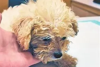 1200元买的比熊犬第3天呕吐，第11天死亡