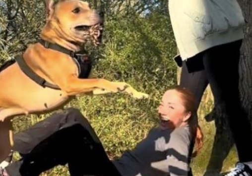 狗子玩太嗨不小心绊倒主人，顺带还偷走了对方的发圈