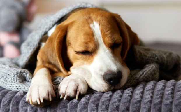 宠物经济规模突破万亿元，“毛孩子”带动市场经济持续发展