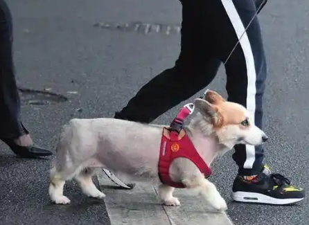 宠物狗“放飞天性”，南宁多位市民投诉养狗扰民