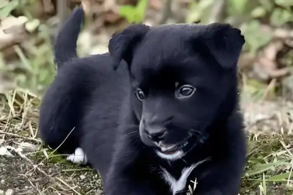 把爱狗人士架在火上烤！成都一小区对流浪狗的方式