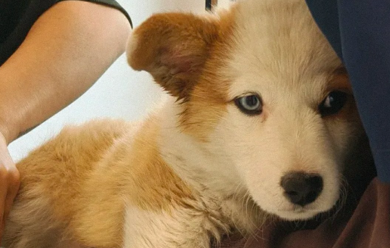 新消费爆火，宠物经济多股涨停炸板！