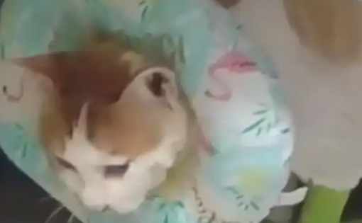 重庆掉进火锅的猫咪 “五一” 离世