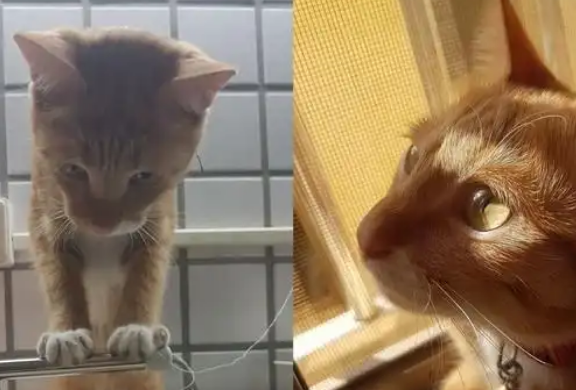 橘猫发现水龙头漏水，化身“维修工”仔细检查