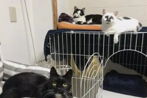 老板收养了一只“丑猫”，不料猫咪却成了“福星”