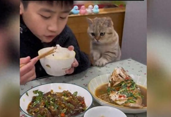 小孩哥吃鱼 猫咪馋得盯着筷子看