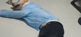 男子给狗子穿了一身衣服，人模狗样有了具象化