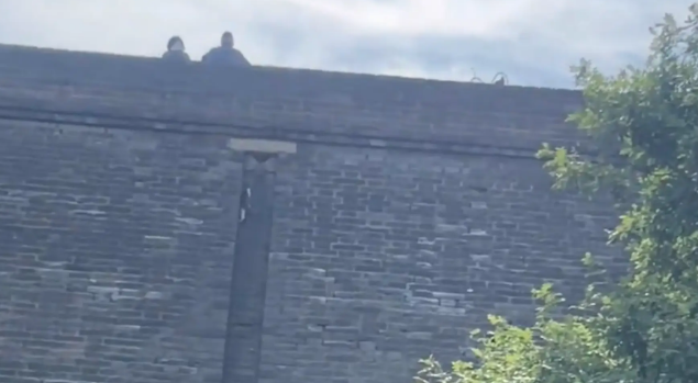 女子旅游偶遇爬城墙的猫咪。猫：无人扶猫凌云志，我自踏雪上山巅