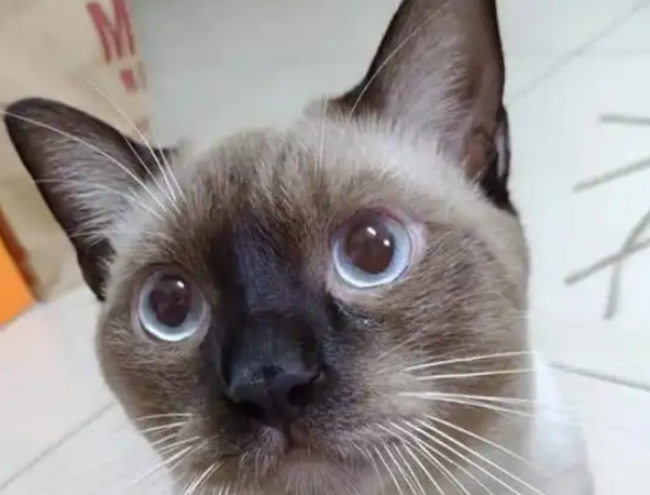 全世界投资风险最大的猫咪是暹罗，因为它们长着长着就糊了！