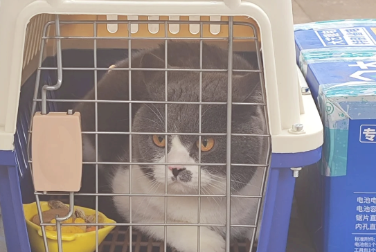 高铁宠物托运：演绎“人宠同行”新画卷