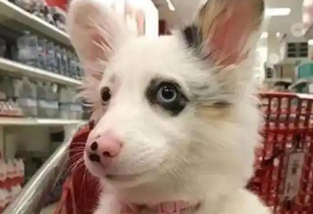 狗狗第一次去超市变表情包，要不是我无能，估计这货已经成网红了 