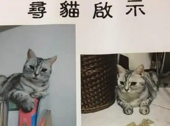 猫从窗户偷跑出去，主人心急如焚，找猫撞头也不在意