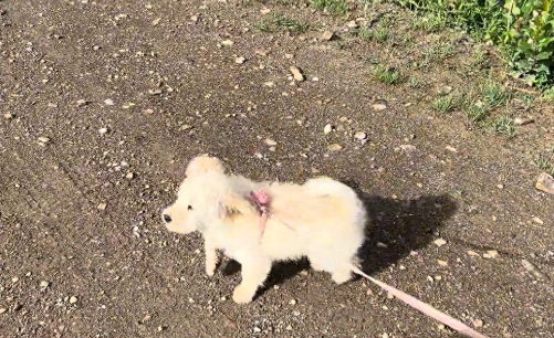 宠物健康隐患亟待重视，突发腹泻敲响警钟！