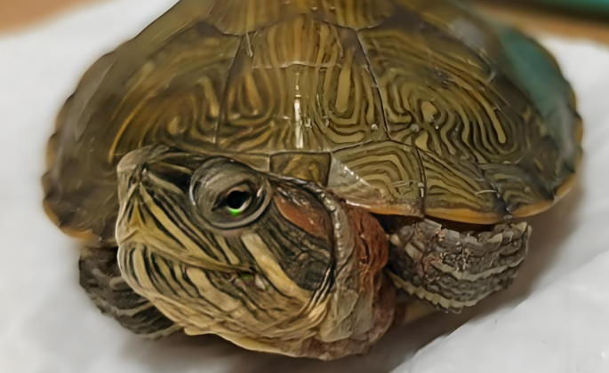  异宠医生韩酉年：给巴西龟打针的 27 岁兽医