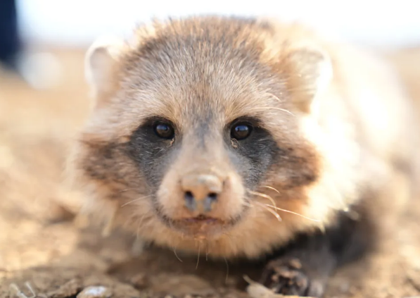 国家二级保护动物貉成功获救，见证自然奇妙之美