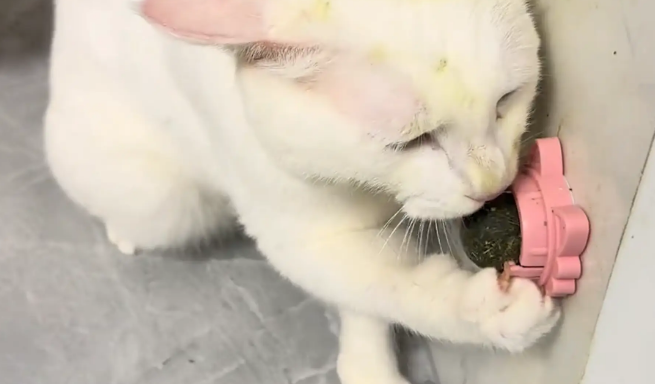 猫咪对猫薄荷上头。猫：好货好货啊