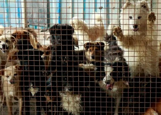 兰州小狗遭主人两次遗弃哀嚎仍被丢弃，刺痛人心