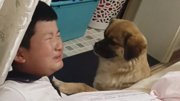 孩子不想写作业，被妈妈教育，狗子过来安慰！