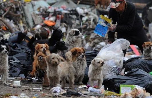 兰州弃狗事件获4.3万捐款，37家庭争领养促立法改革