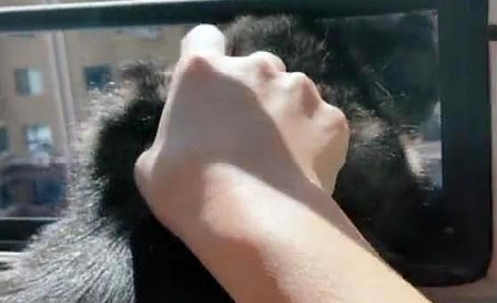 猫咪打碎主人杯子被教训，猫咪伤心大哭，猫咪气不过竟然要跳窗 