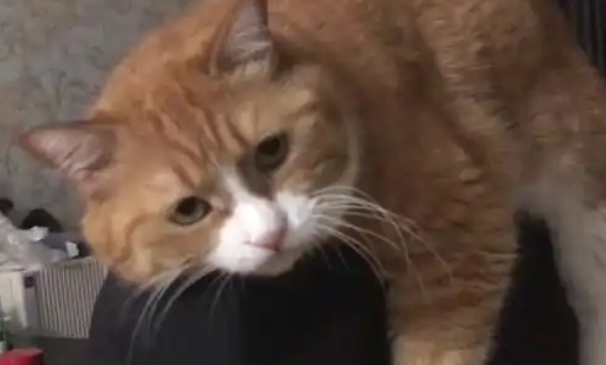 papi酱晒孕照与猫同床引争议！