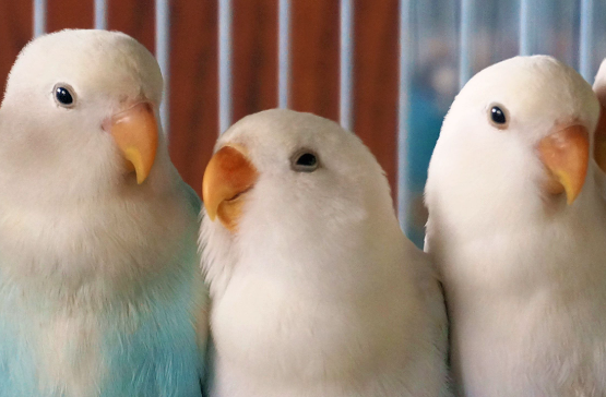 “鹦鹉隔着笼子喊妈妈”、“主人饲养不合法被强制带走”？