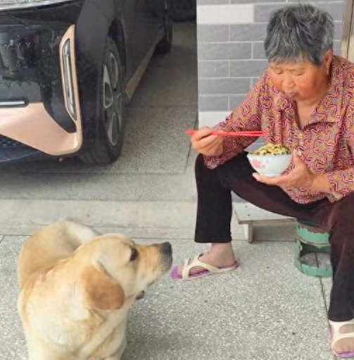 狗狗盯着奶奶碗里的饭，眼珠子都要瞪出来了！