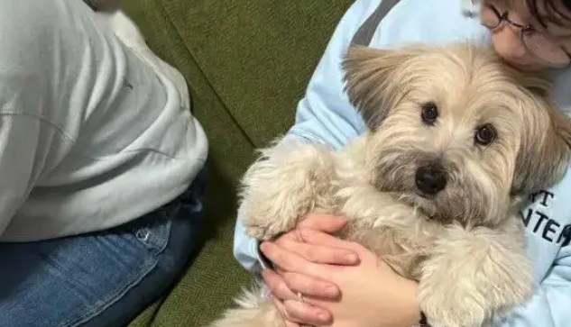 狗子喜欢坐在别人腿上看电视，这小姿势，谁见了都得拍两张！