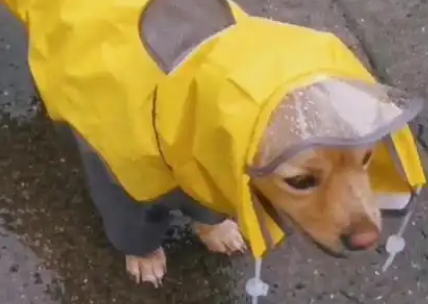 下雨天狗子帽檐上的雨刮器十分抢镜。网友：有没有成人版本