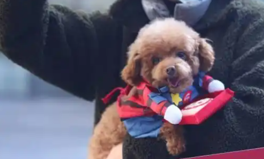 杭州举办宠物摄影大赛，温暖故事让爱传播