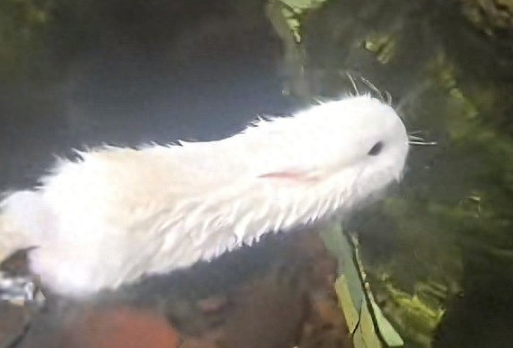 兔子能游泳？宠物医生：入水=玩命