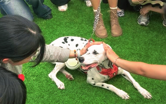 宠物消费持续火热，“它经济”催生新业态