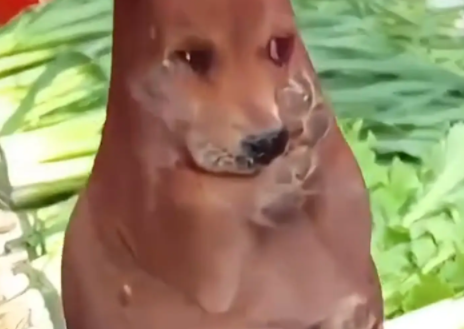 女子偶遇袋装小狗。网友：我就说年轻人和老年人之间有袋狗吧 