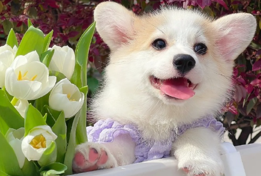 大千生态成立宠物服务有限公司，拓展新经济