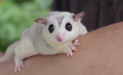 “异宠”市场火了？警惕！或触犯法律！不少年轻人喜爱