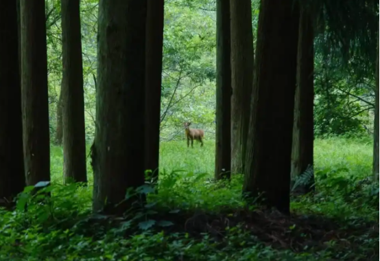 野生大熊猫遇见率川内第一的唐家河如何“破圈”？