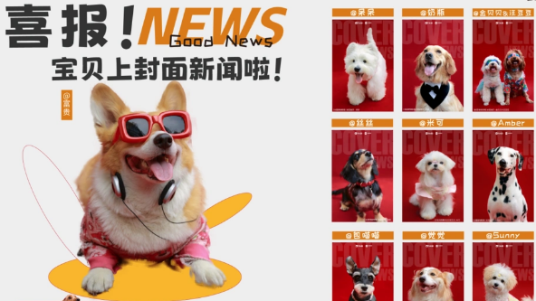 成都萌宠美食节，上百只毛孩子共赴盛夏狂欢