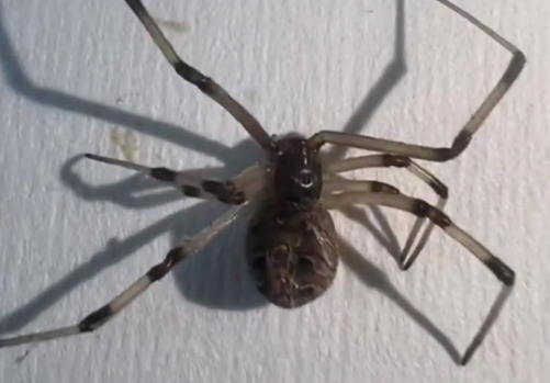 黑寡妇同属！一只“褐寡妇”蜘蛛被查获：被咬一口老疼了