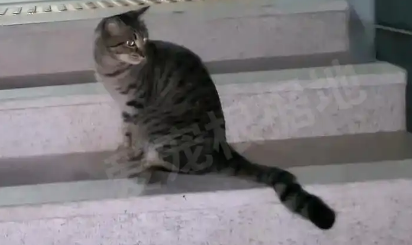 主人搬家遗弃宠物猫，它每天守在公寓楼前，没等到主人却有了家