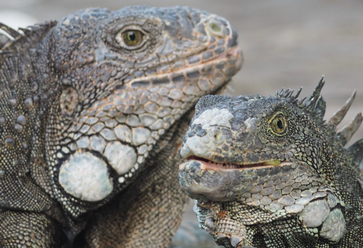 四口之家把18公斤的蜥蜴当作宠物饲养