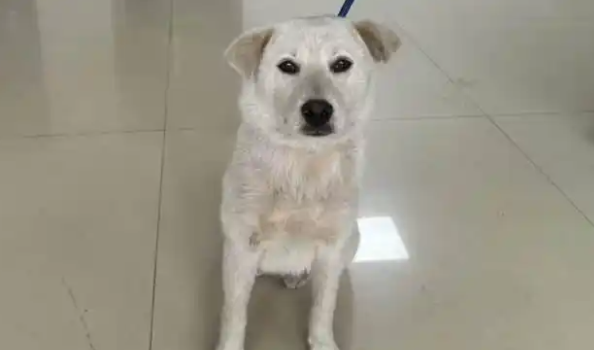 让无数网友牵挂的景区小白狗有了好消息