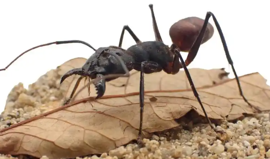 世界最大蚂蚁！40只巨人恐蚁被海关截获：能喷酸伤人