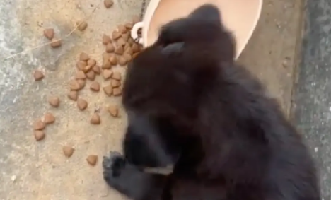 下午刚喂了一只疑似流浪的小狗，晚上就发现它被车轧死了，好伤心 