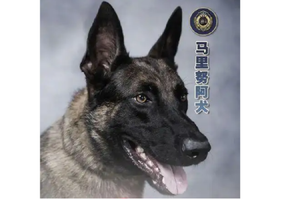 东城公安推行警犬驻所巡逻机制，构建常态化携犬巡控网