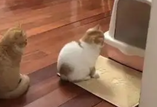 猫咪排队上厕所，一只猫的举动亮了：能快点吗？