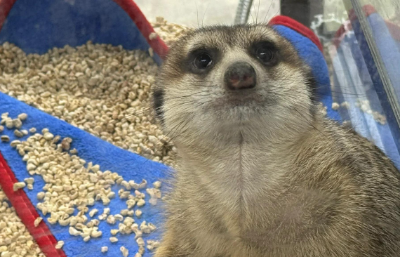 深圳宠物数量超百万，产业规模十分庞大