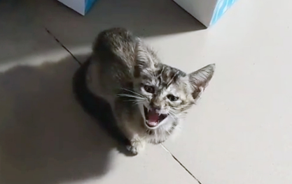 救了一只落水小猫，竟被它赖上，一路跟随几百米，怎么赶都不走