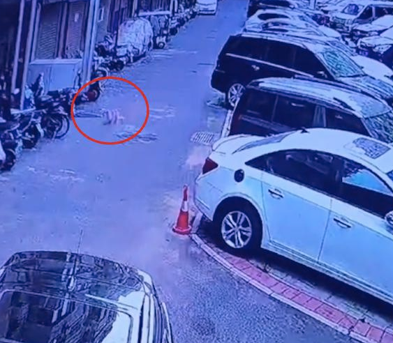 狗狗走丢半个月后，自己狂奔跑回自己家！